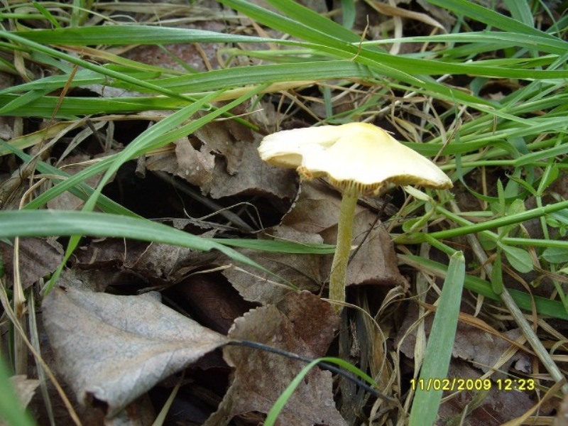 Gli ultimi incontri (Bolbitius vitellinus e Tulostoma sp.)